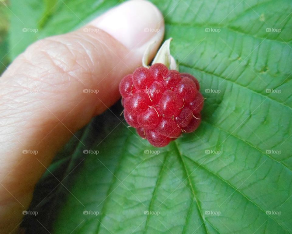 ripe raspberry and green leaf in hand