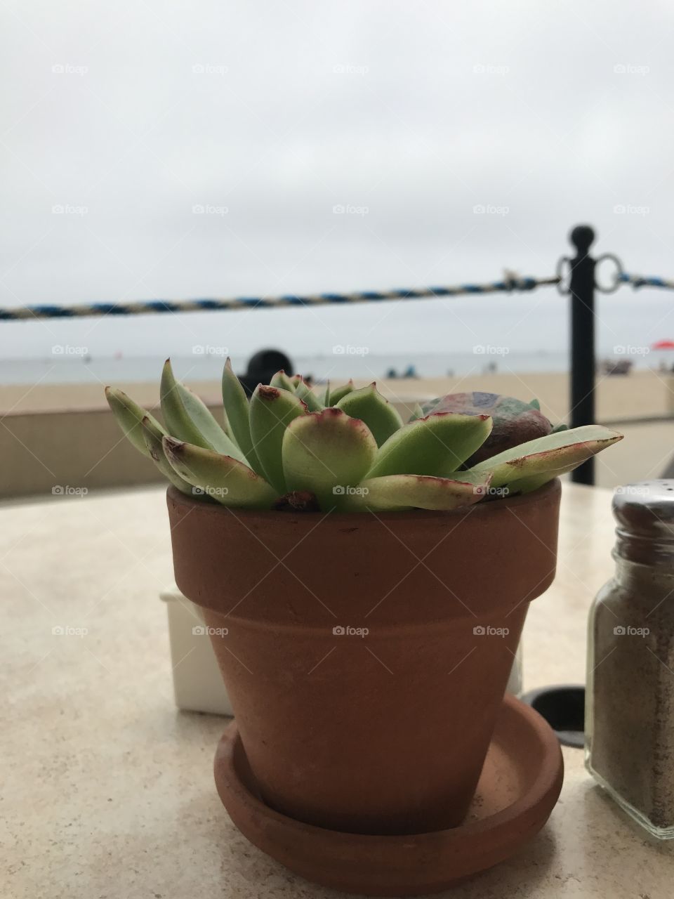 Cactus by the beach