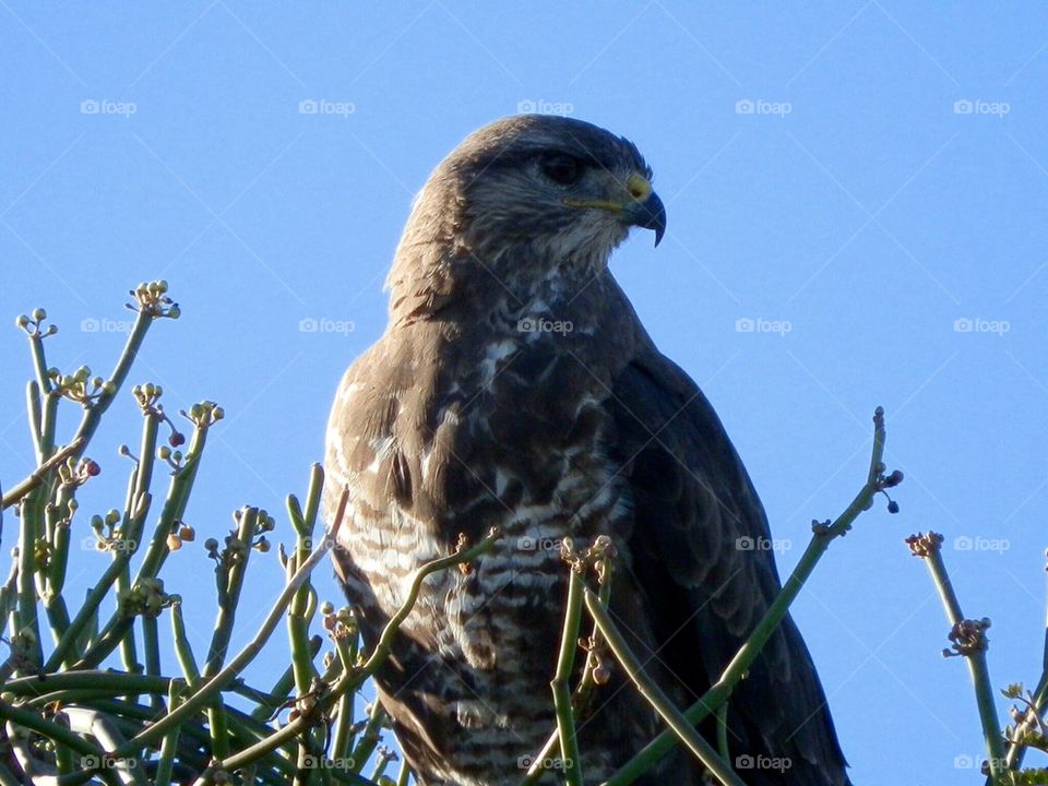 Close-up of falcon bird