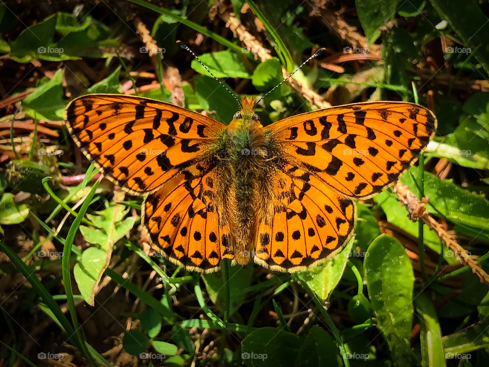 Mother of Pearl butterfly 