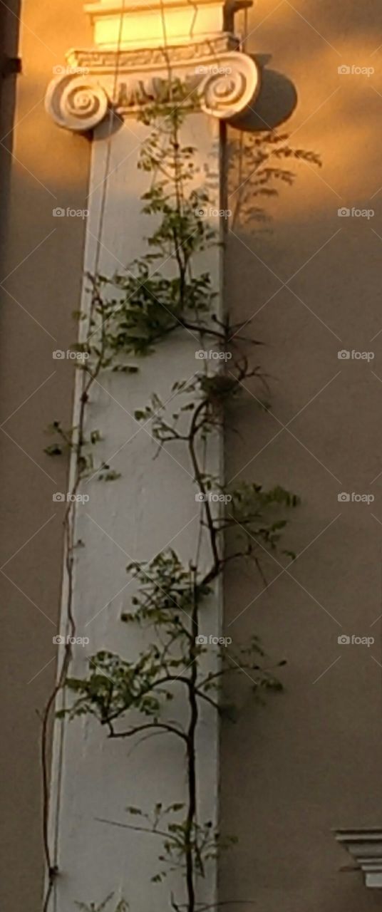 Vines, bird's nest on Column