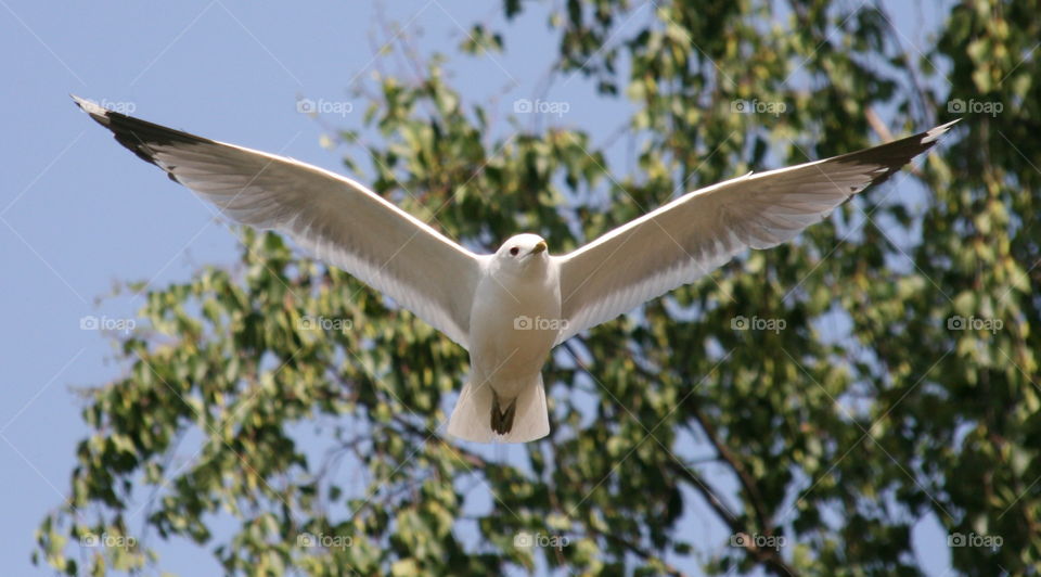 Seagull
