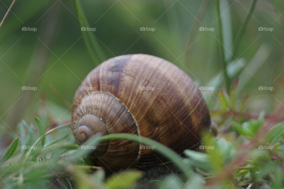 Snail