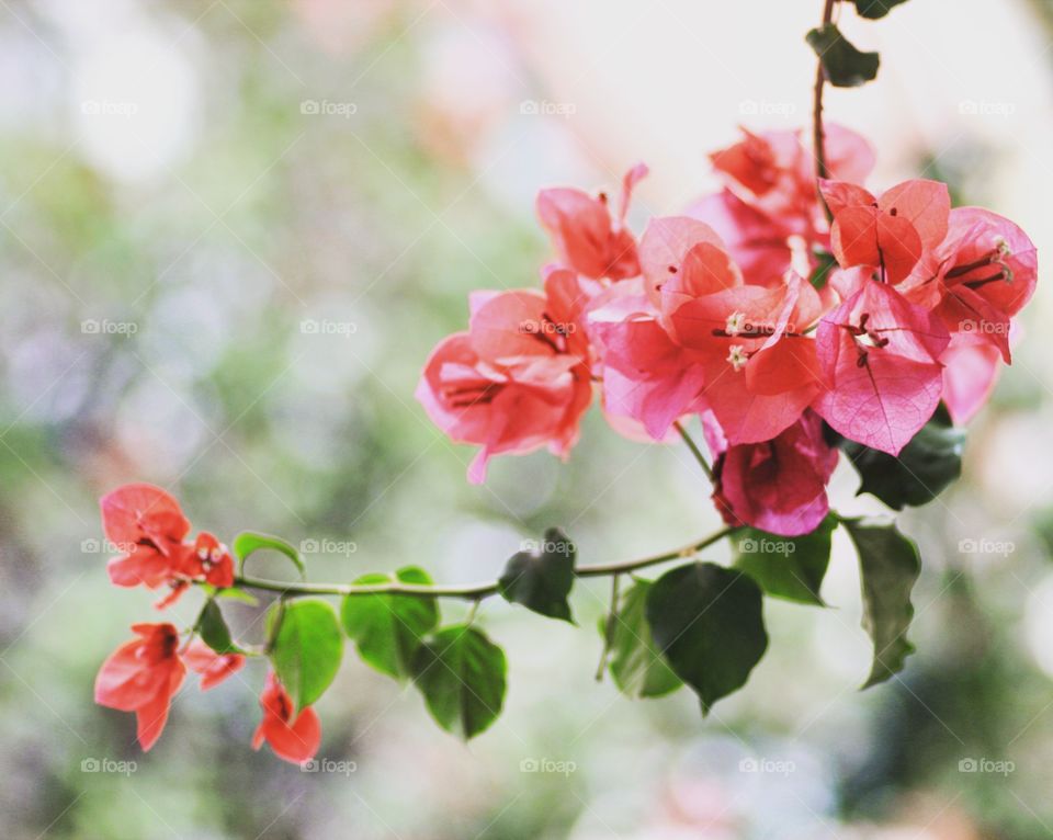 Close-up of flowers