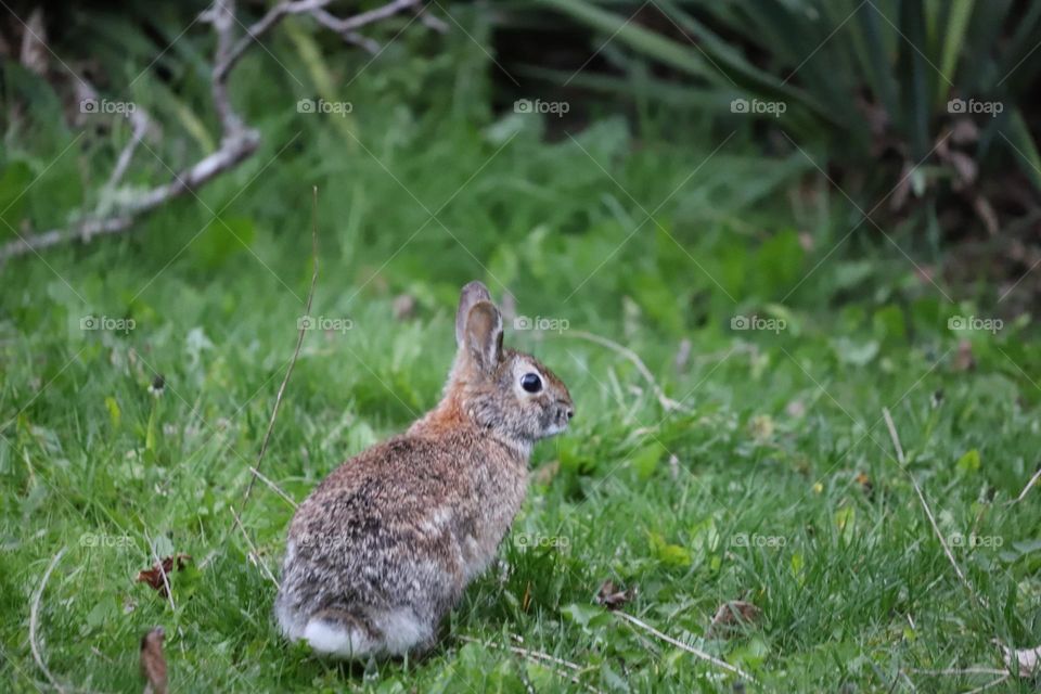 Bunny in the backyard