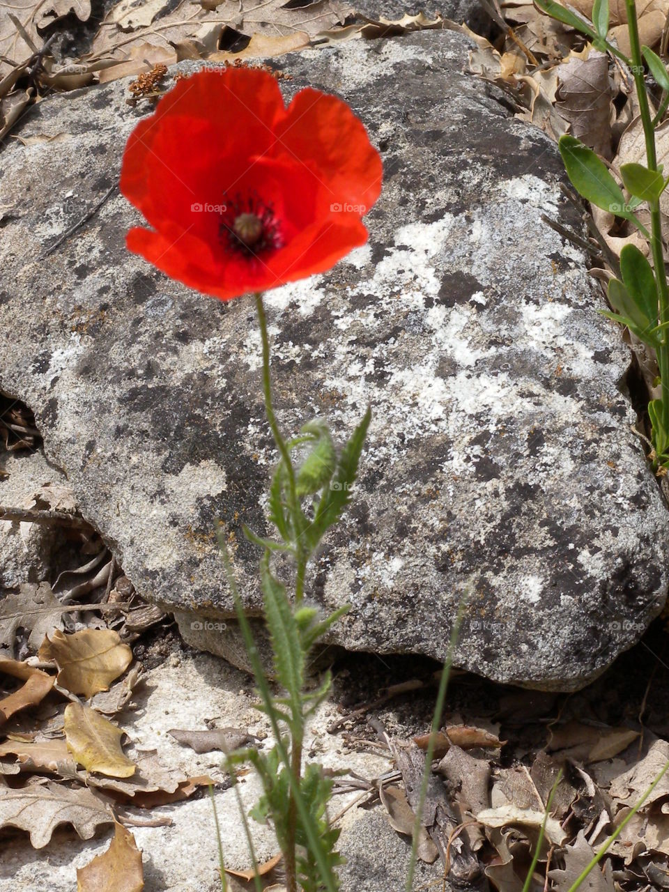 red poppy