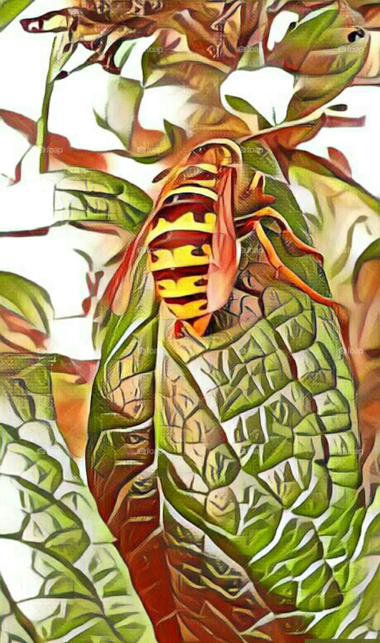 insect