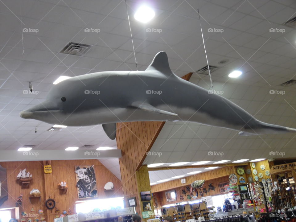 dolphin 🐬 hanging. This is a picture I took of a dolphin 🐬 hanging from the ceiling in a bait shop near port Aransas Texas. 👣 🚶 🏃 🔥 💨