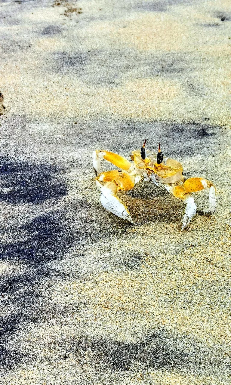 angry crab 😠