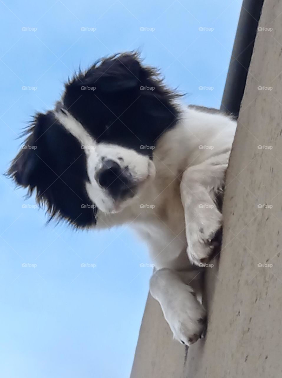 cute dog looking down from balcony / gracioso perro mirando desde el balcón