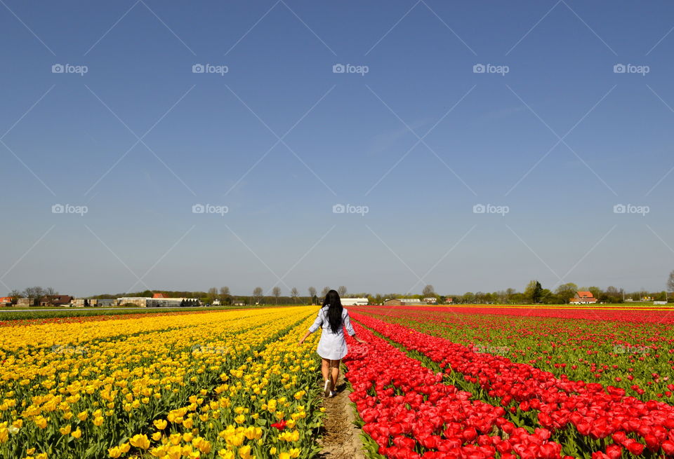 Flower fields in The Netherlands, Lisse