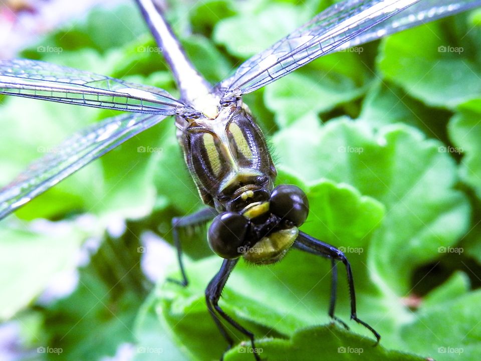 Macro Dragonfly 
