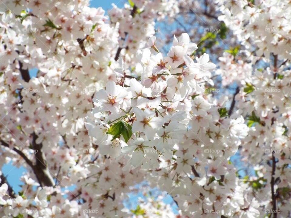 Cherry Blossoms