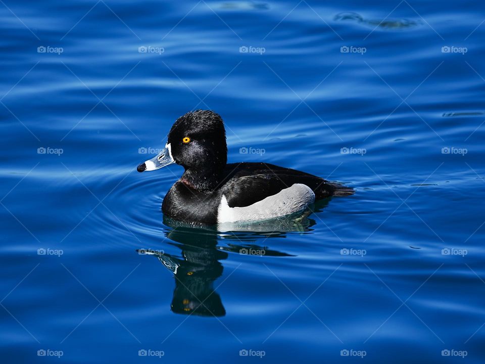 A beautiful duck swims slowly in an Arizona riparian preserve in the middle of a growing city