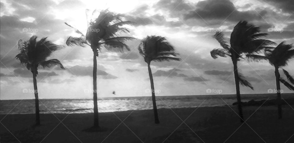 Palms in the wind