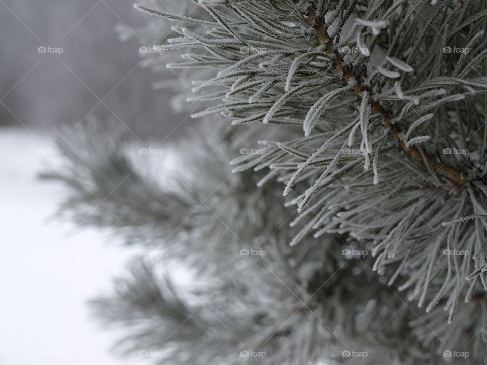 Frost on pines