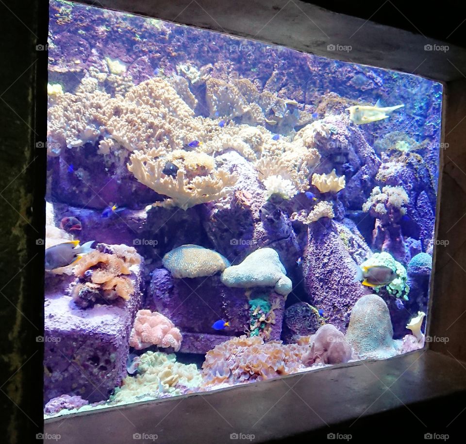 Dubai Atlantis the Palm Lost Chambers Aquarium