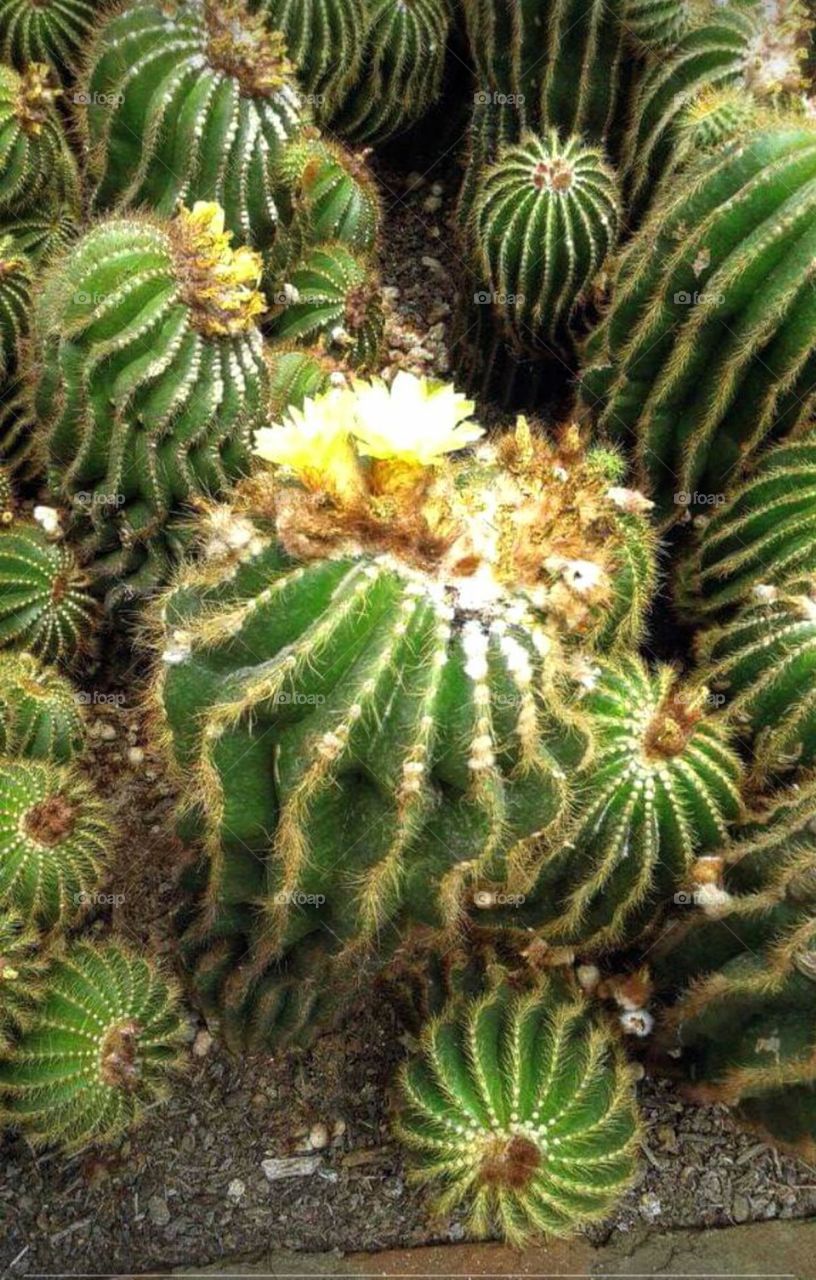 Flower on top of Cactas