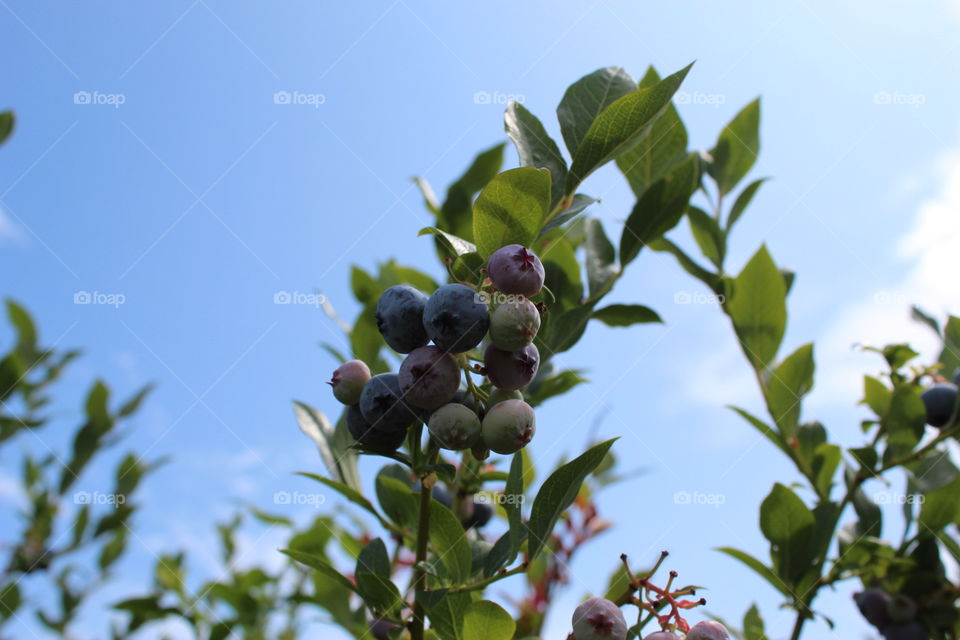 These blueberries are happy! Taking in the suns rays and swaying in the wind 