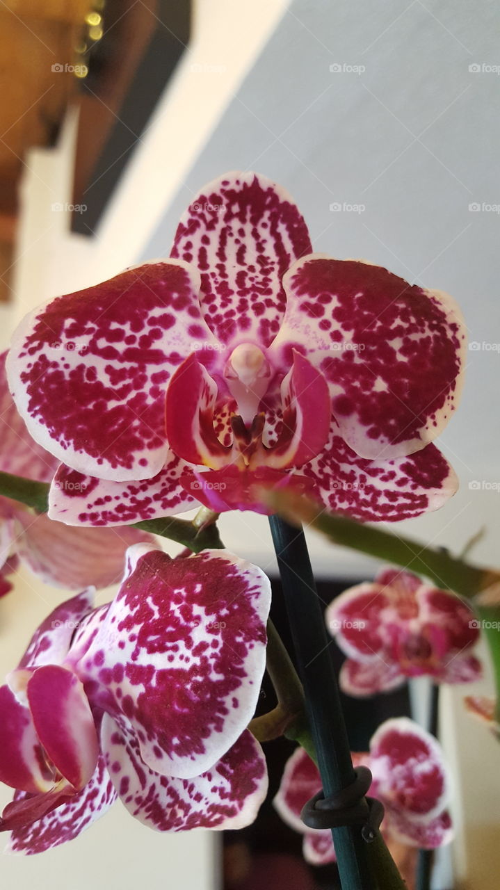 Close-Up Flower - Phalaenopsis Orchid