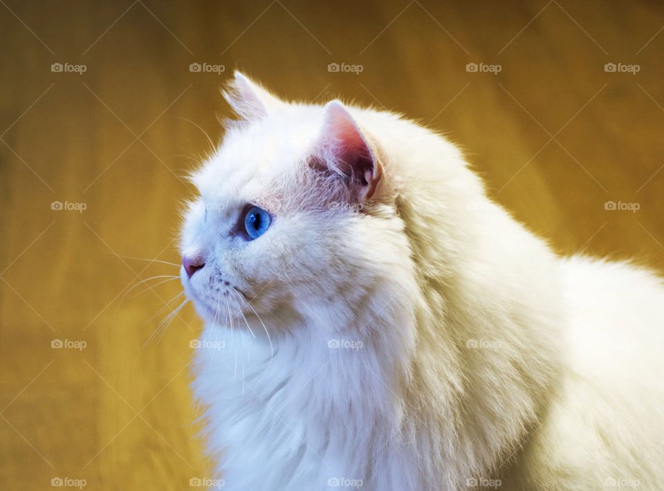 cat cats eyes whitecat by mosa