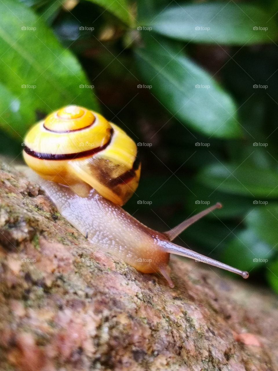 Snail in my garden