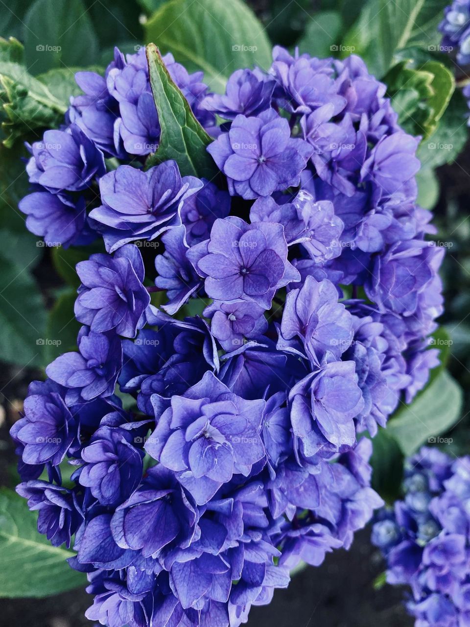 Incredibly beautiful multi petal Hydrangea of the endless summer variety. 