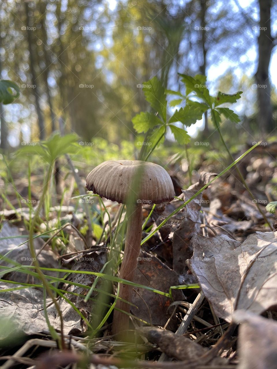 Mushroom 