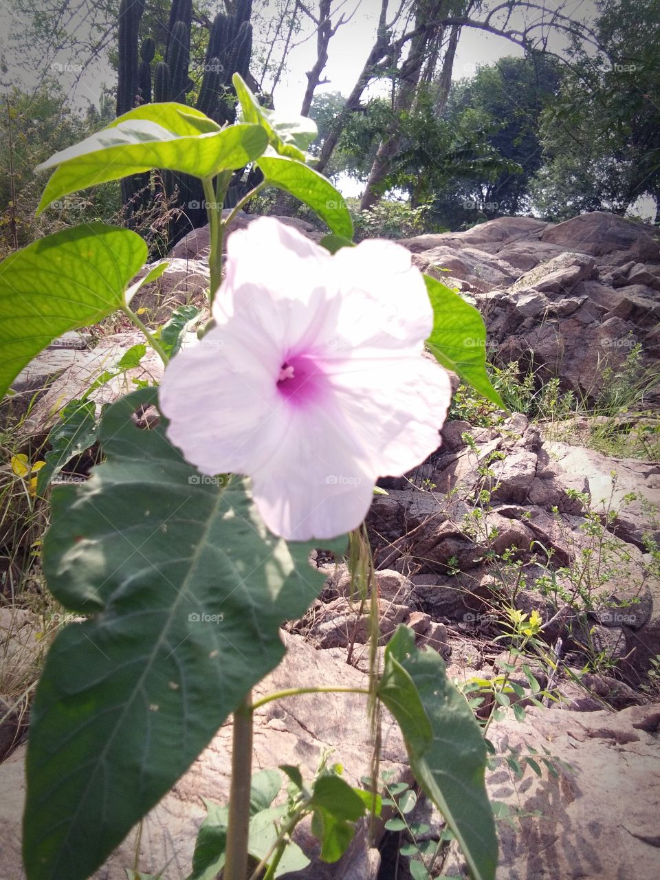 river flower at a natural flower and beautiful