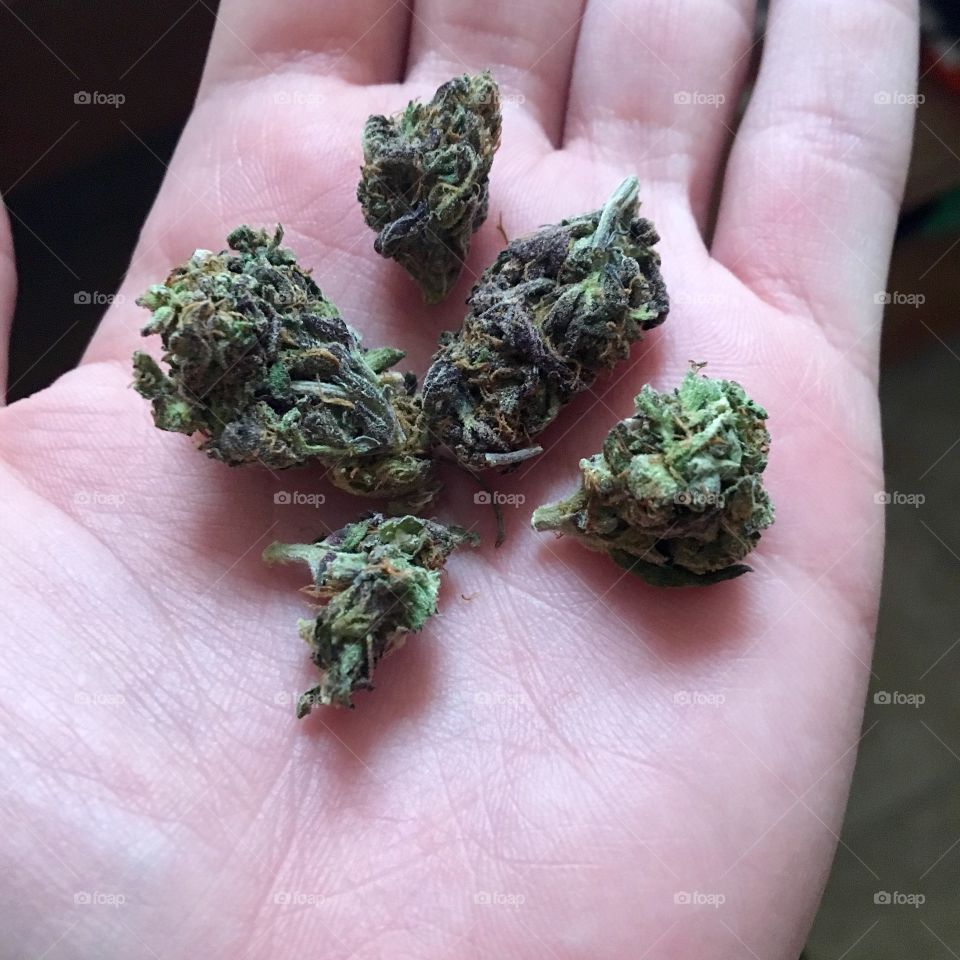 Hybrid Cannabis strain. 
