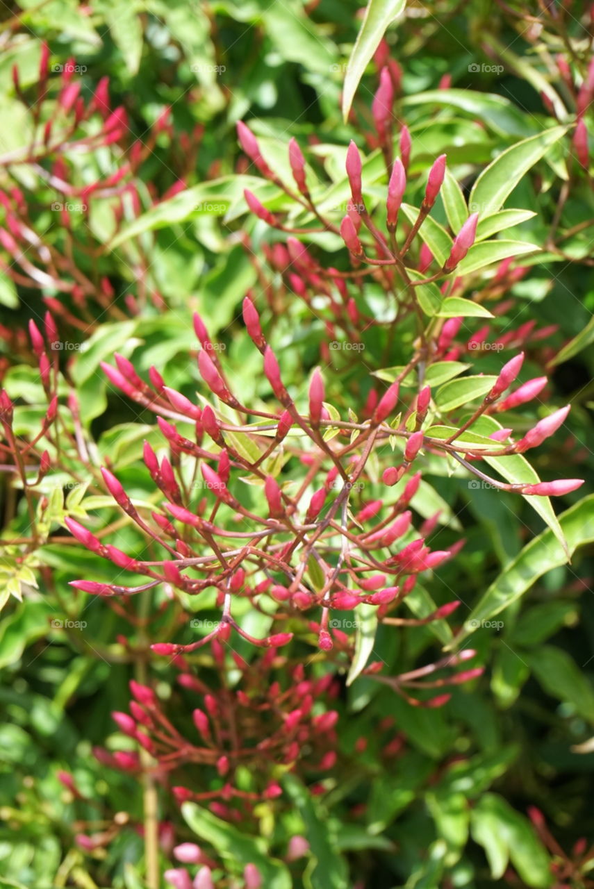 Spring flowers