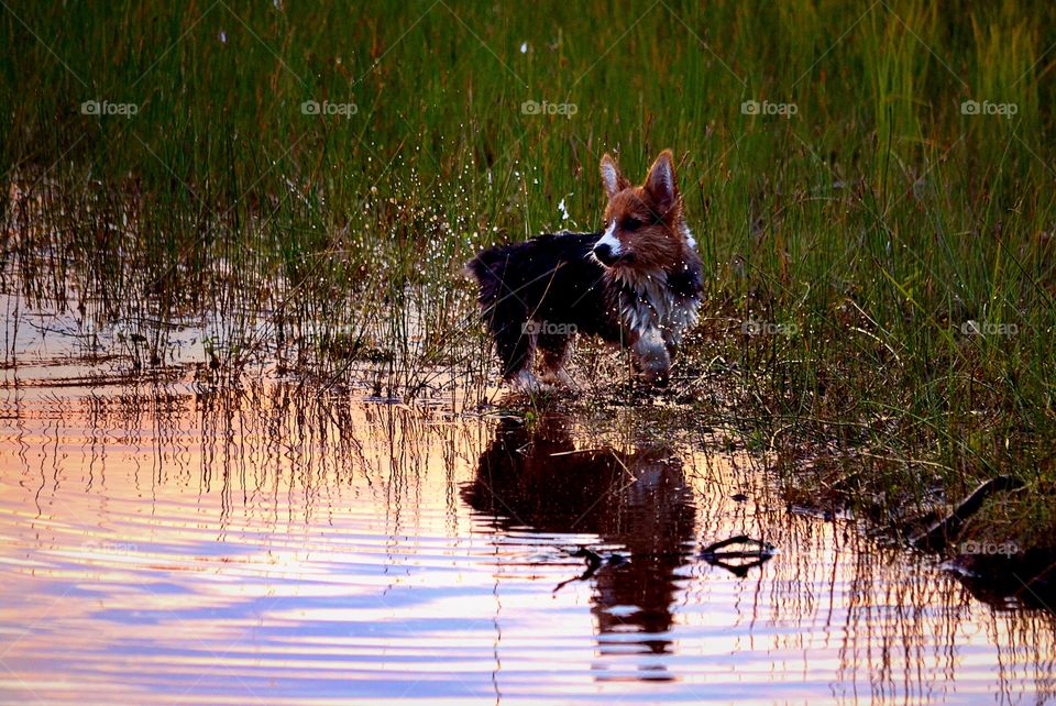 Puppy. Corgi playing