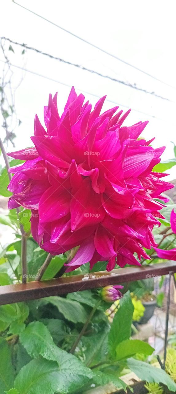 wow Dahlia flower.  which may be rare only on the island of Java