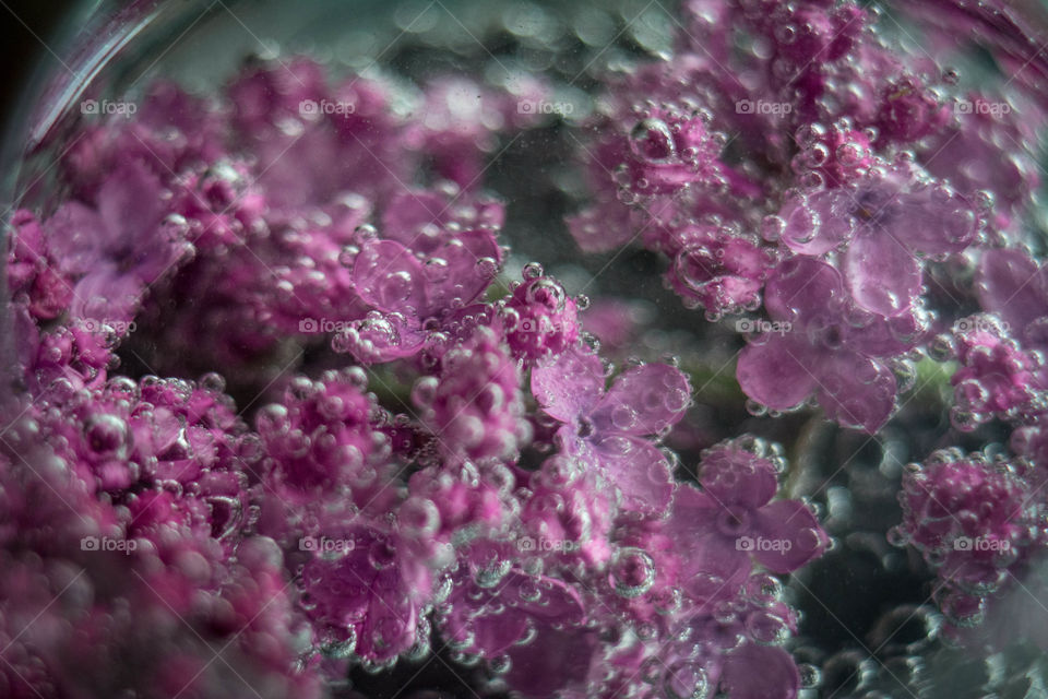 Lilac in bubbles . soda water + flower + fantasy 