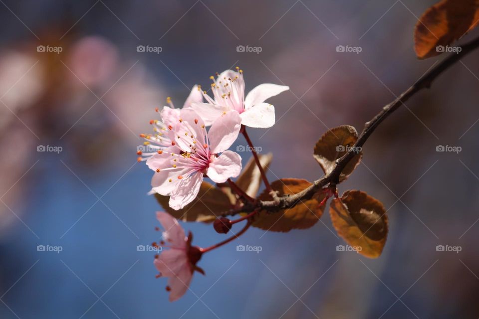 A pink spring flowers