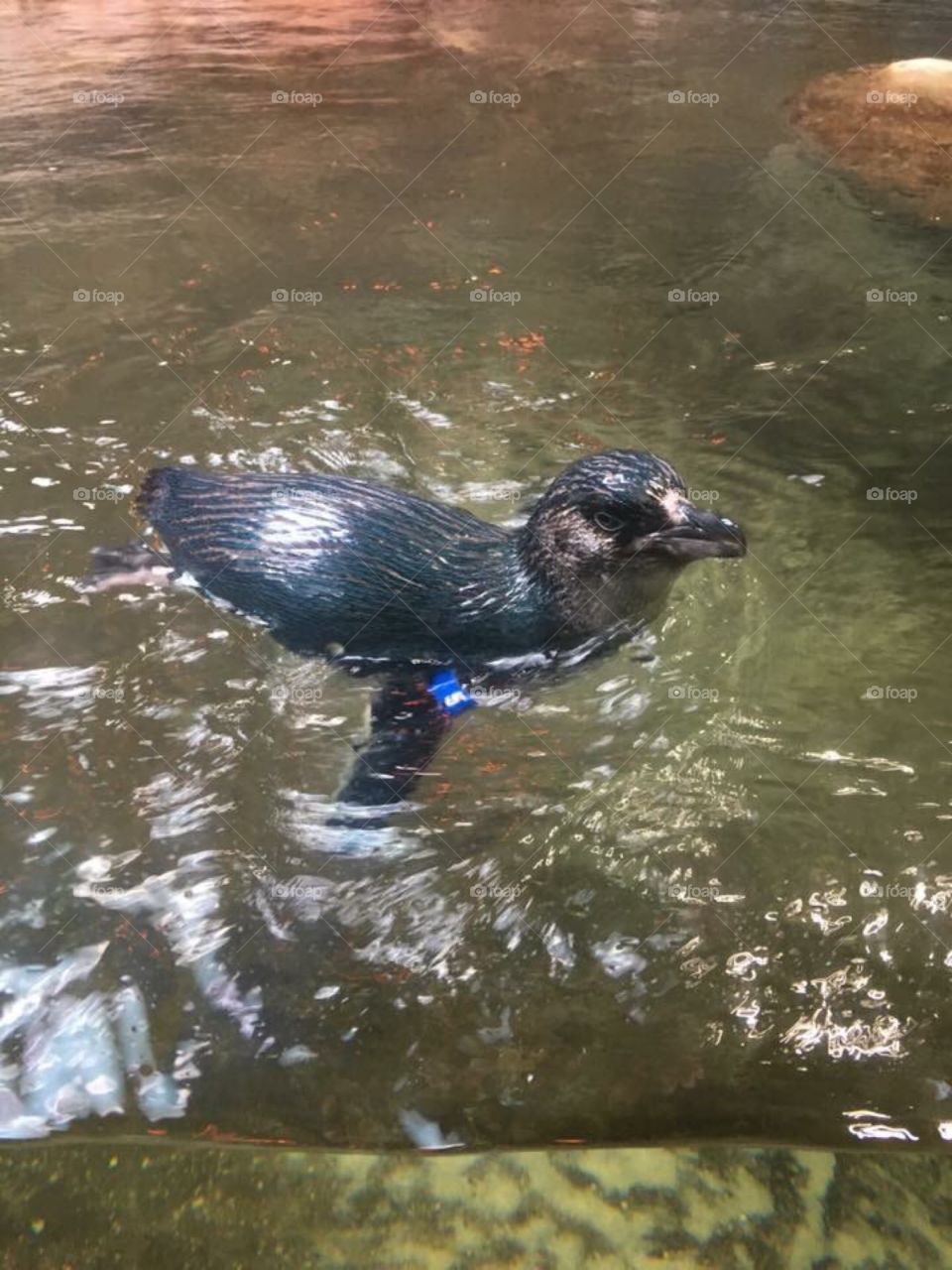 Penguin at Adventure Aquarium 