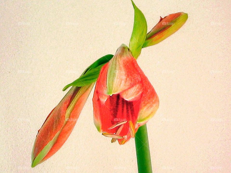 Amaryllus flower