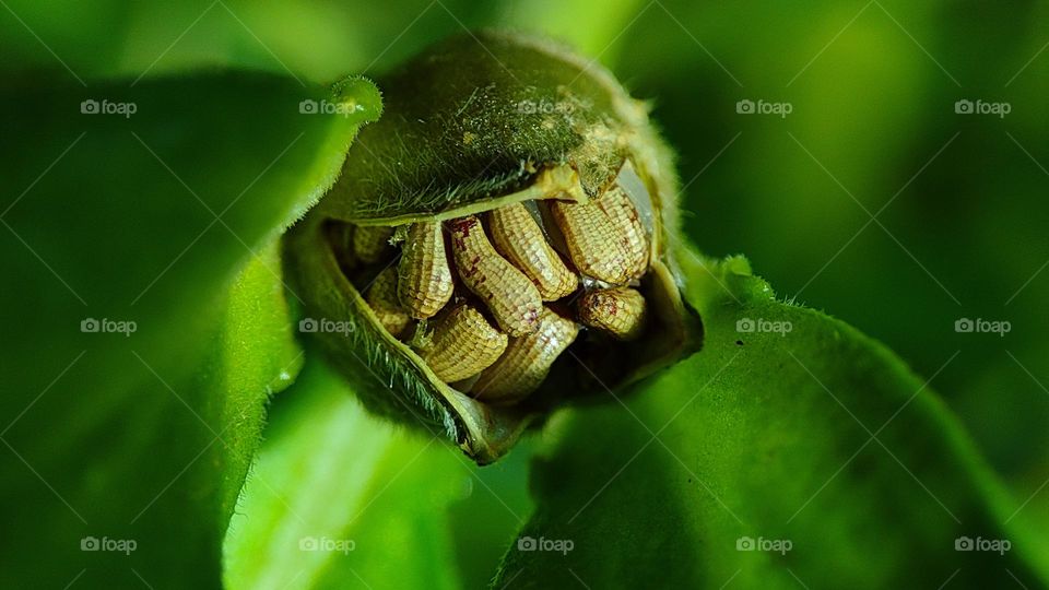 green plant seeds