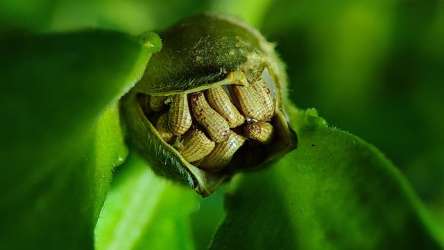 green plant seeds