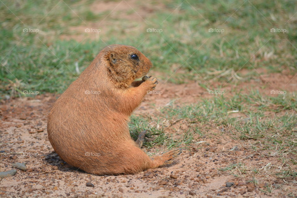 Prairie dog setting on the grass eating 