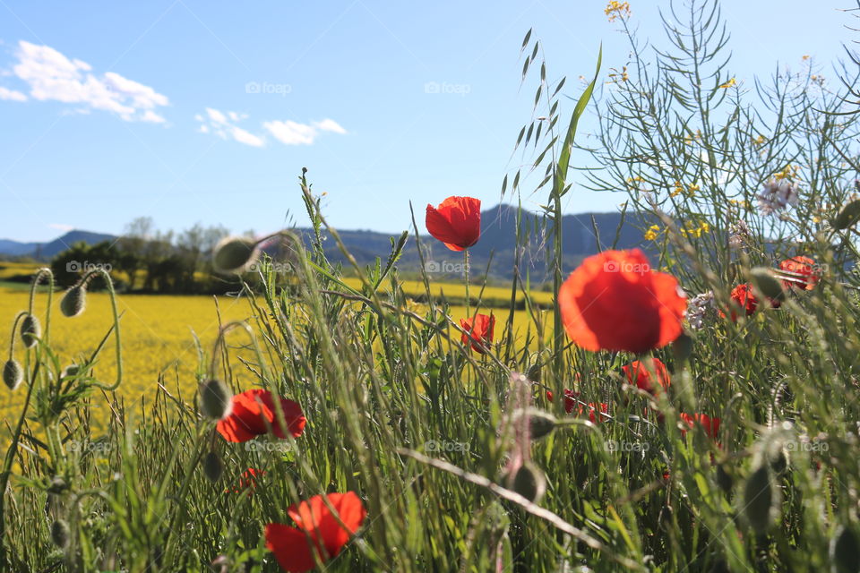 primer plano amapolas y fondo montañas