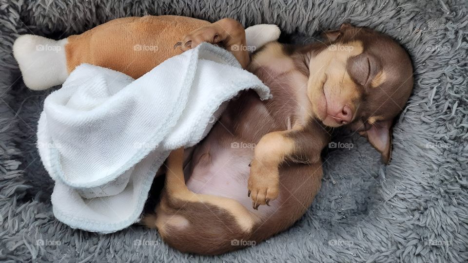 cute little puppy and mischievous behavior