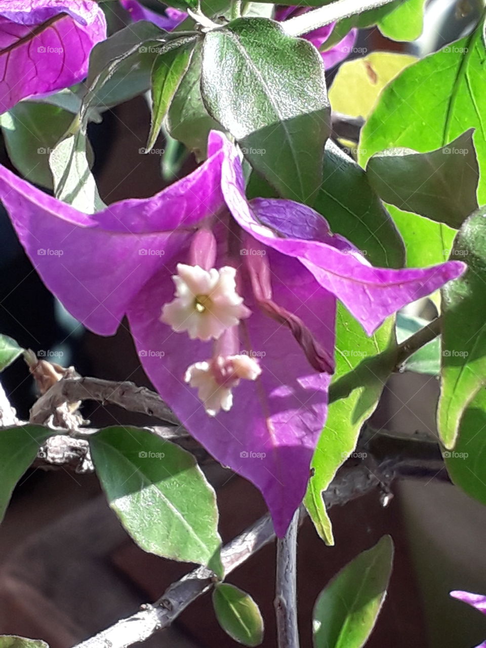 close-up  of a sunlit purple bougenvilla  flower