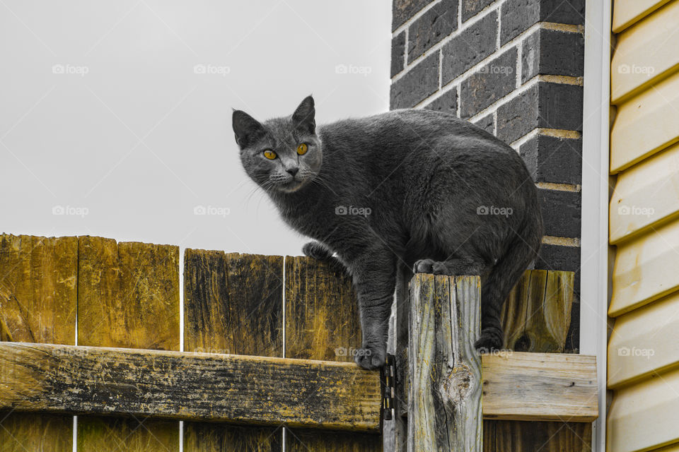 fence sitting cat