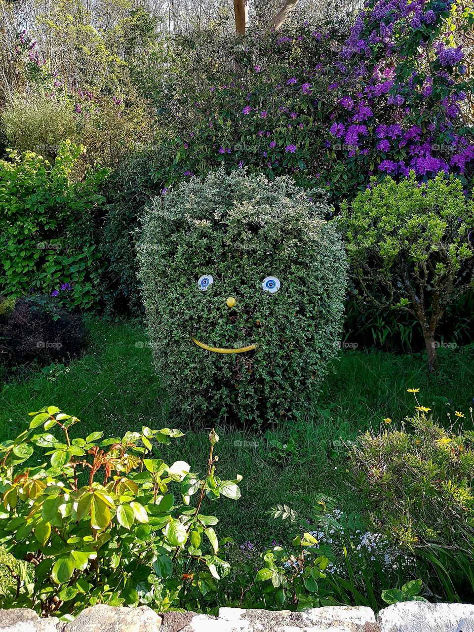 A smiling trimmed bush in a garden on Groix island