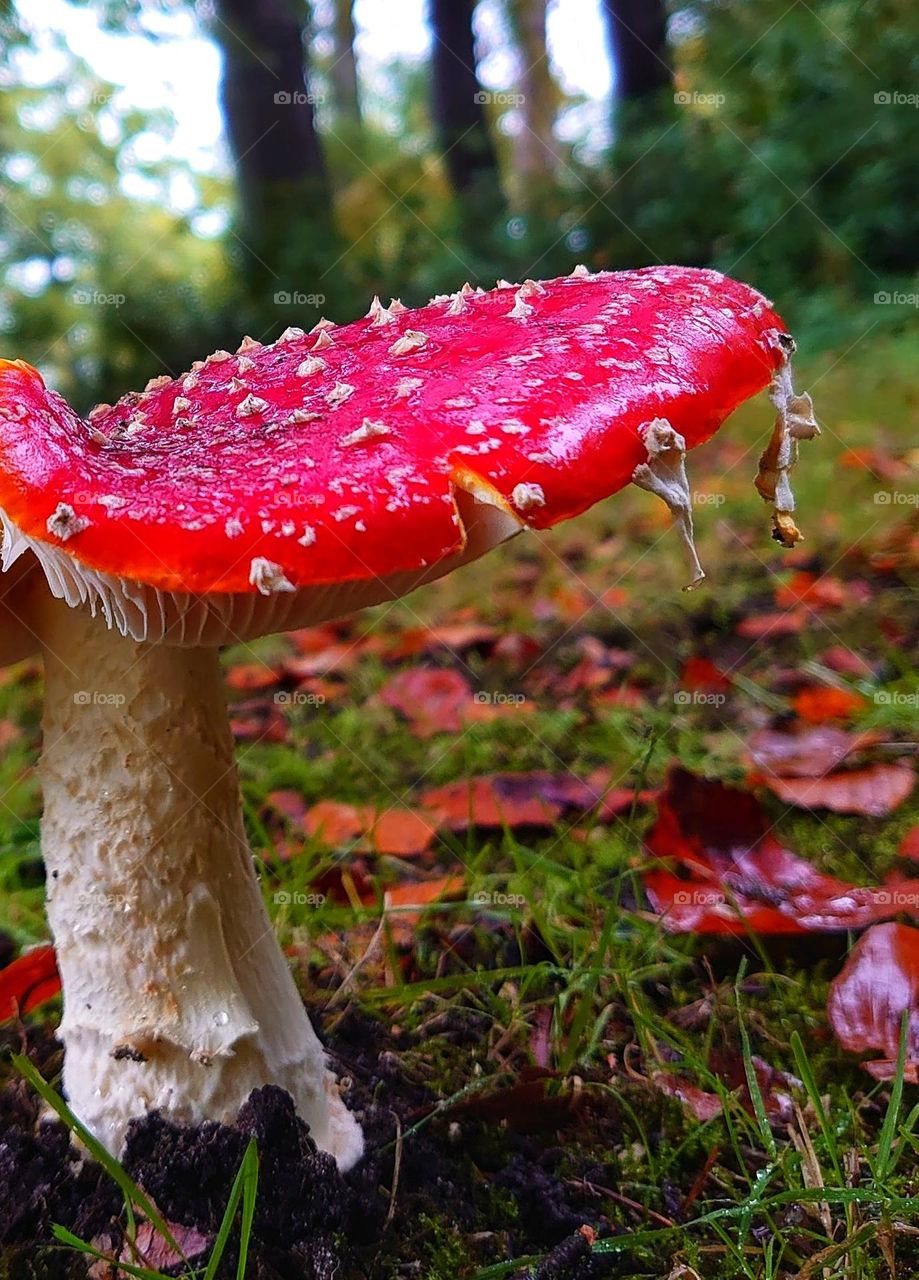 Dots are falling of amanita muscaria