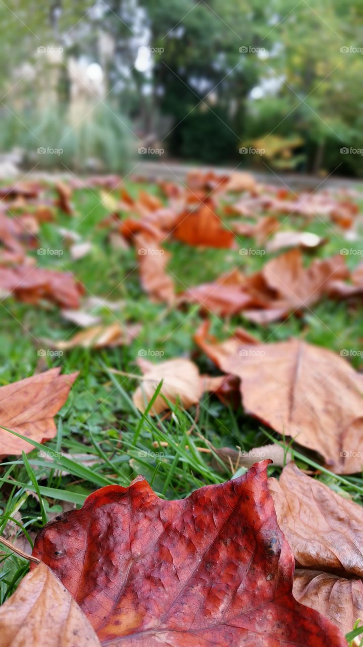 dried leaves