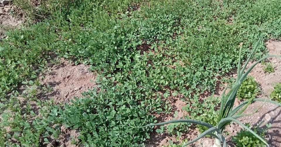 Fenugreek!! My favourite food 😋
Fenugreek leaves also known as 'Methi'. 'Methi', is popular Indian in cooking. Fenugreek is cool weather ☁️ herb🌿 and very easy to grow.