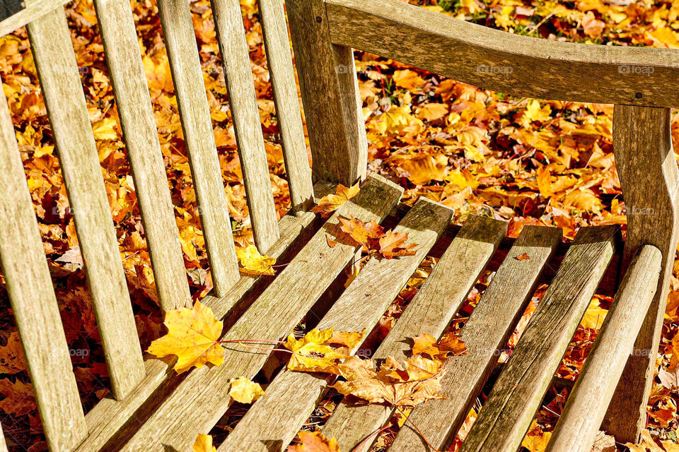 Empty park bench in Autumn