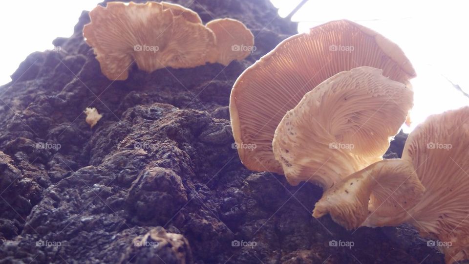 Tree mushrooms